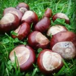 conkers