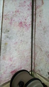 Mouldy Tent