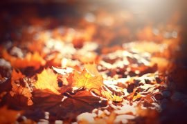 Leaves