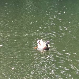 Duck