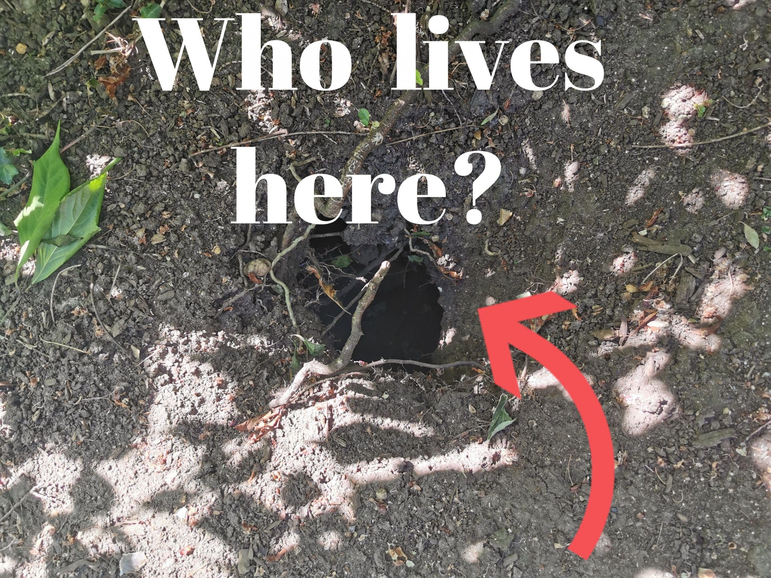 Who lives here? – 30 Days Wild (Day 2)