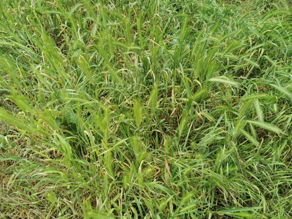 A patch of mouse Barley