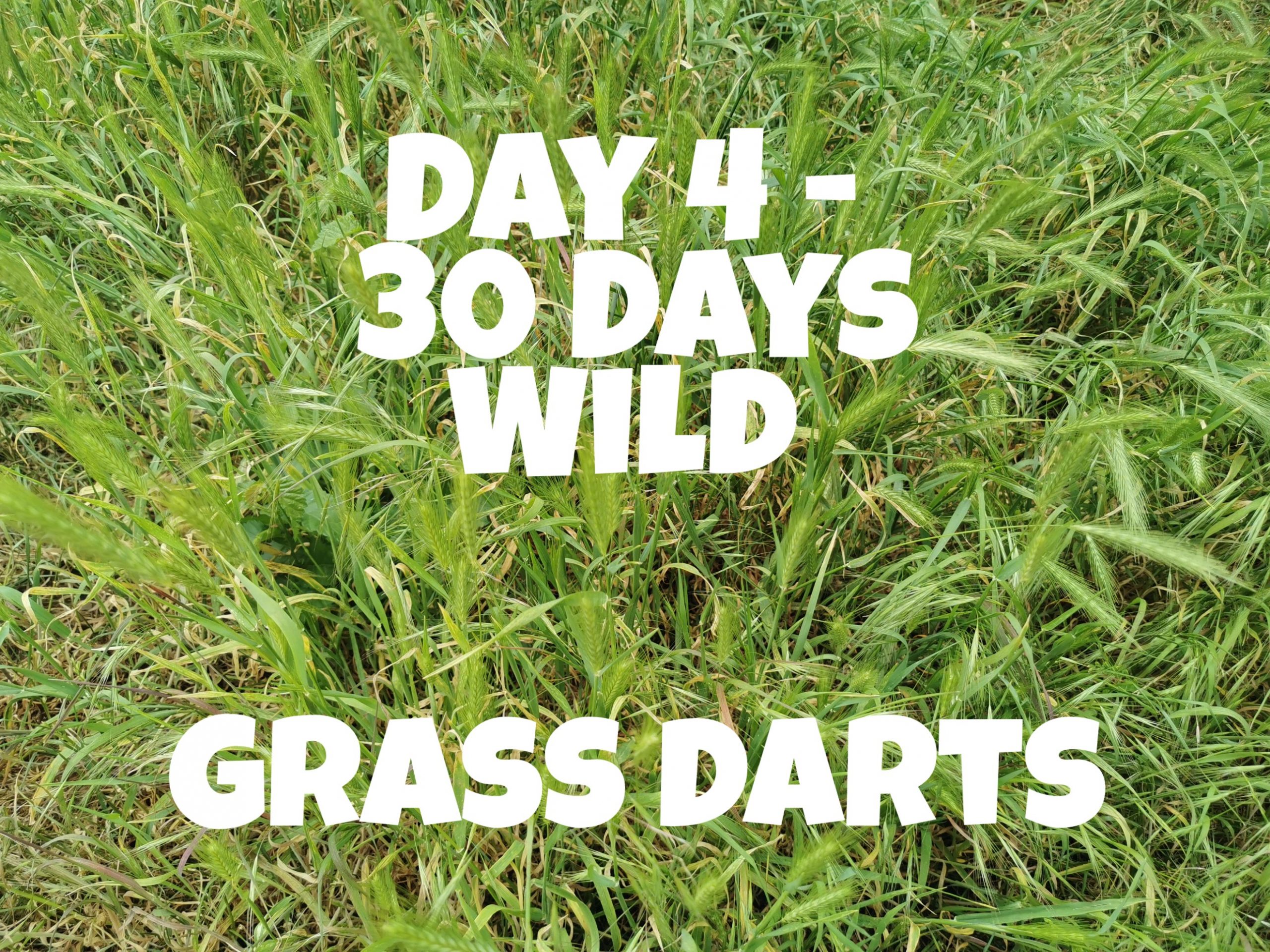 What do you call this Grass?